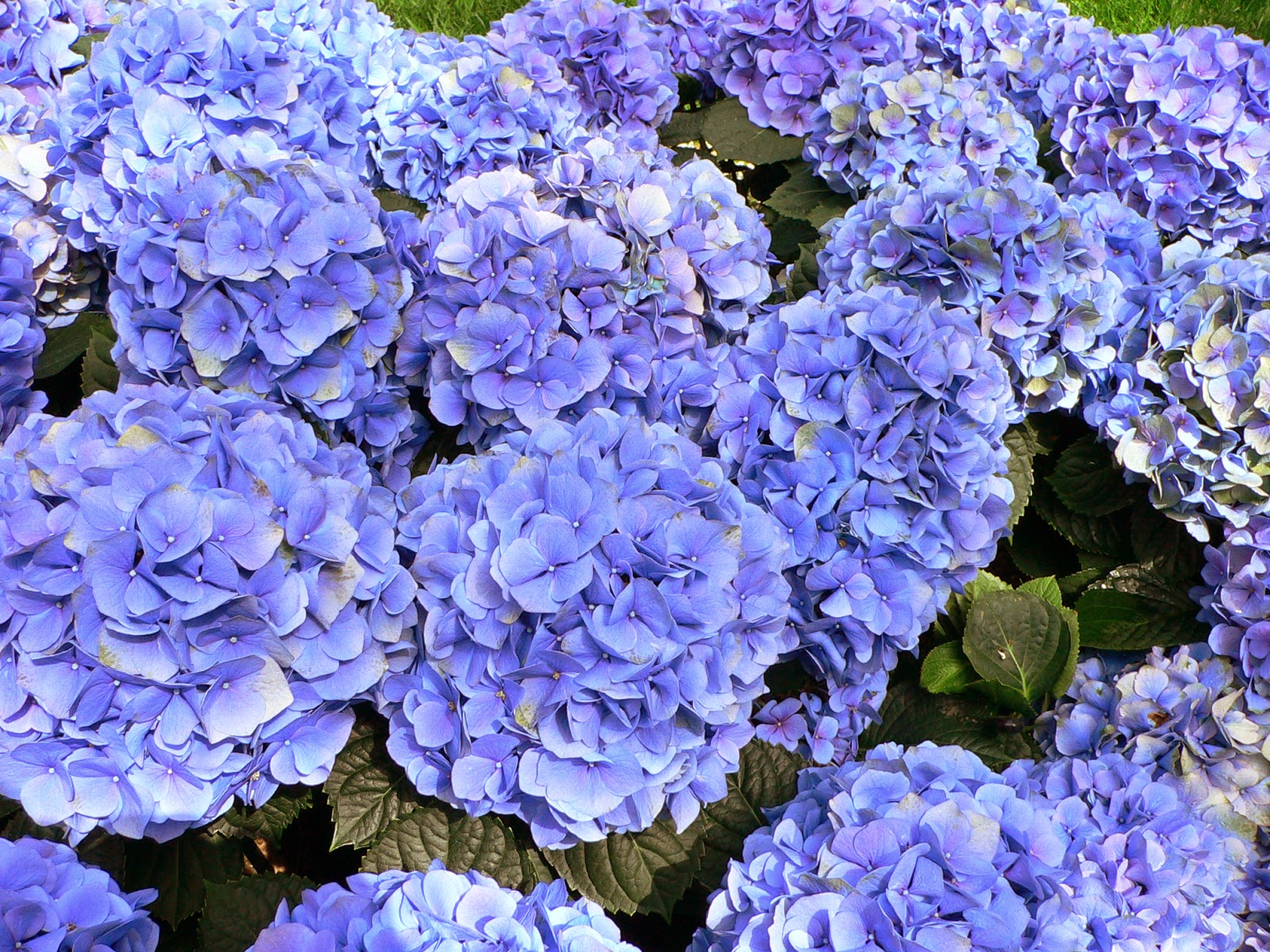Kathryn Knight books A Bad Year for Cape Cod Hydrangeas Gardening